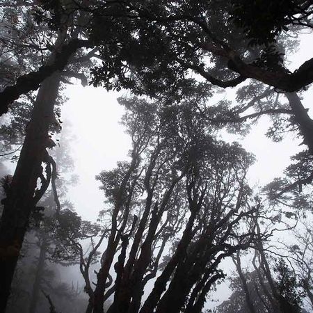 In einem Wald geht der Blick von unten schräg hinaus zu den Wipfeln der Bäume, das Bild ist schwarz weiß
